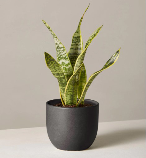 snake-plant